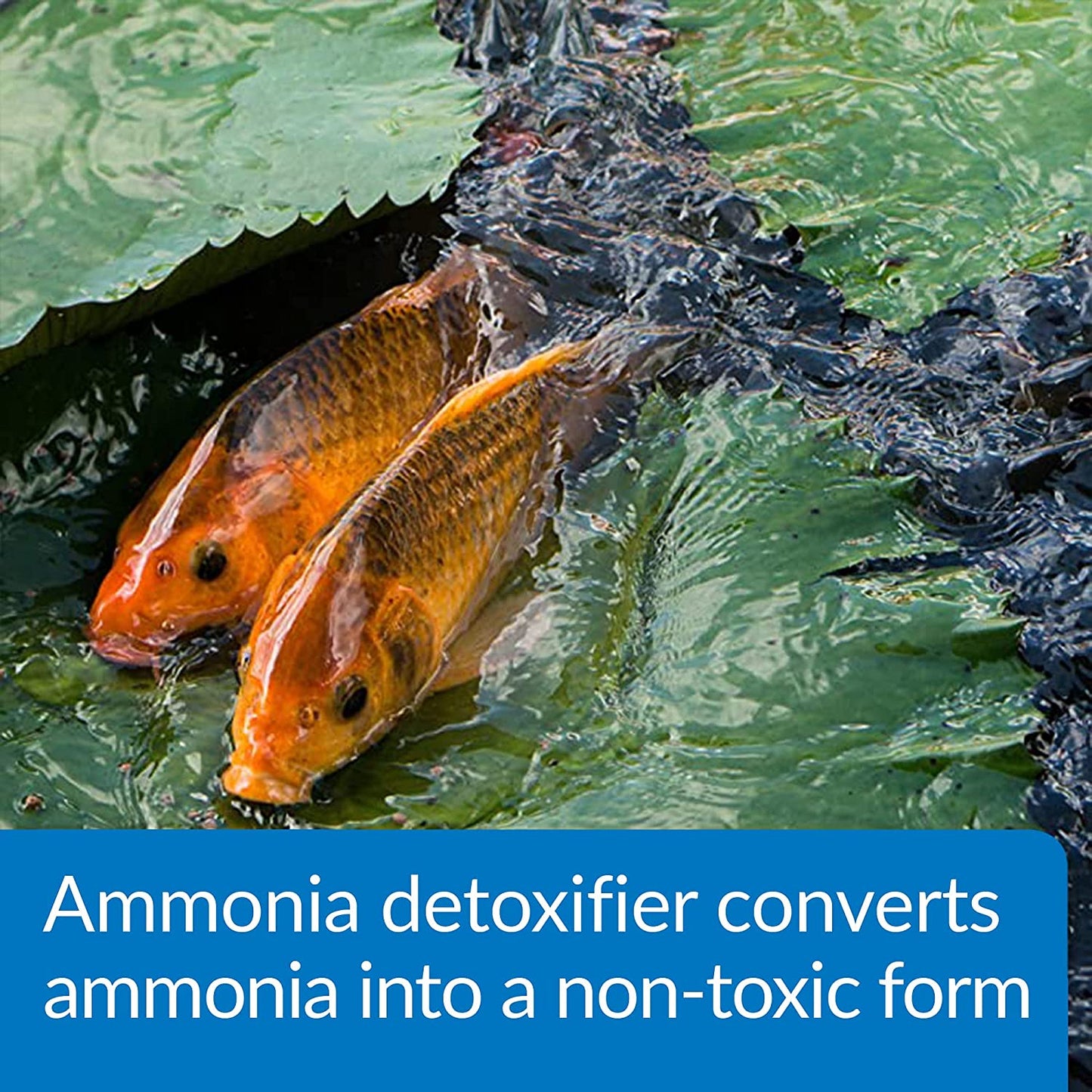 API Ammo Lock Ammonia Detoxifier for Ponds [Pond Supplies for Pond] 128 oz (2 x 64 oz)