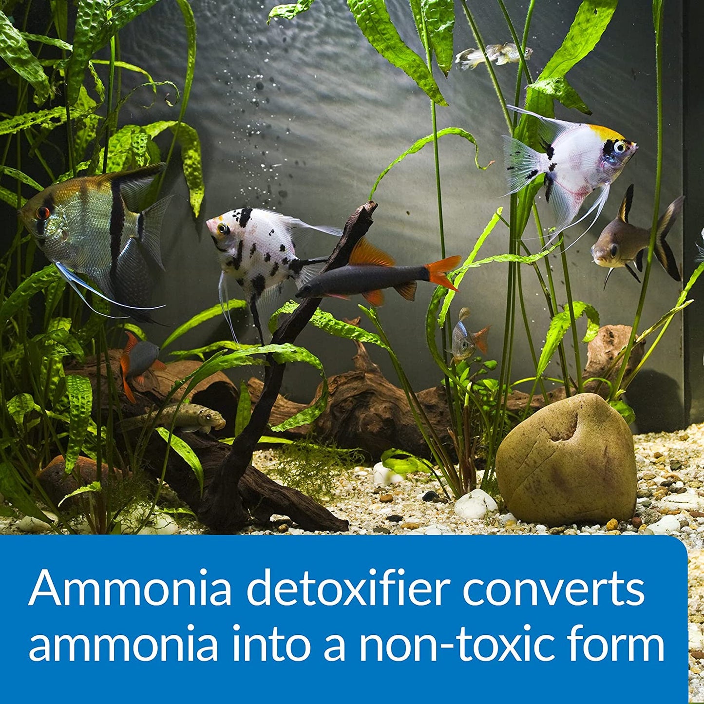 API Ammo Lock Detoxifies Aquarium Ammonia [Aquarium Supplies for Aquarium] 8 oz